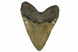 Fossil Megalodon Tooth - North Carolina #348156-2